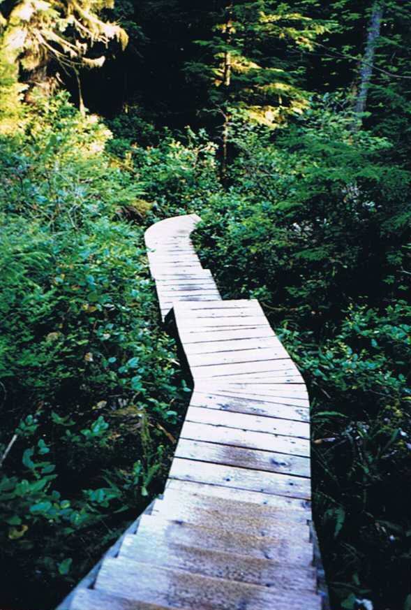 Picture of Hot Springs Cove Boardwalk